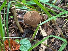 -五营红松林海景区