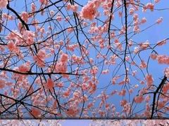 -天王浮山樱花园