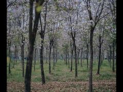 -广东花都湖国家湿地公园