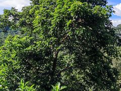 -深圳仙湖植物园