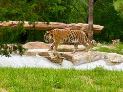 -北京野生动物园