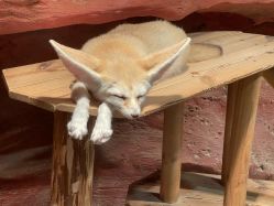 -Zoolung Zoolung动物主题公园(海信广场店)