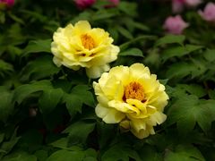 -中国科学院华南植物园