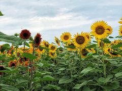 -映月湖中央公园