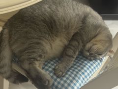 -瑞派宠物医院·犬猫全科·猫友好(宾水西道店)