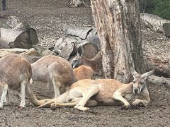 -可伦宾野生动物保护区