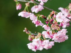-顾村公园