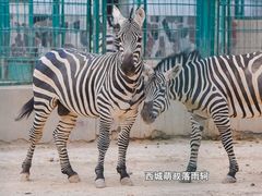 -保定市动物园