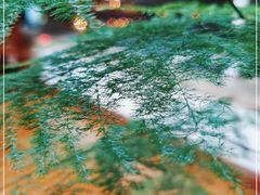 -七彩云南茶(七彩云南第壹城店)