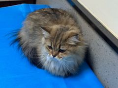 -爱派特动物医院·全科诊疗中心