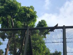 -新加坡飞禽公园