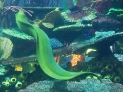 -迪拜帆船酒店海底餐厅