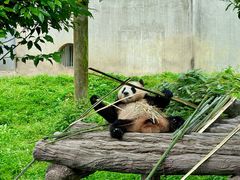 -卧龙中华大熊猫苑神树坪基地