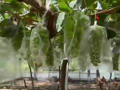 -马陆小张葡萄园农家乐