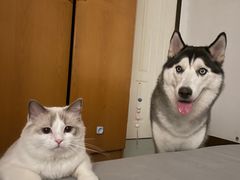 -天使宠物医院·犬猫分诊(彩虹店)