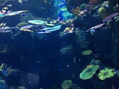 -暹罗海洋世界
