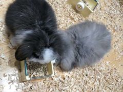 -龟与熊猫宠物公园(南坪店)