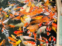 -南宫五洲植物乐园