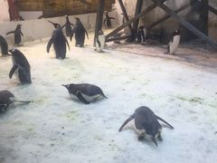 -大连圣亚海洋世界