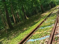 -合肥滨湖国家森林公园