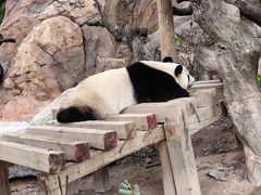 -广州长隆野生动物世界