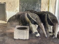 -上海野生动物园