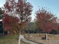 -北京西山国家森林公园