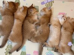 -凯特喵百思猫专科医院