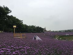 -大塘金香草谷