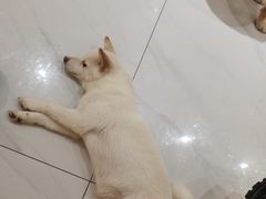 -柴源莊·柴小宠柴犬咖啡