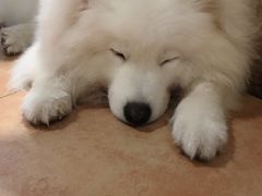 -more than meow吴止猫主题餐厅(承德 中船汇店)