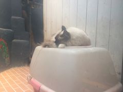 -猫咪博物馆(顶澳仔猫街店)