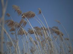 -蒲河岛湿地公园