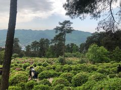 -南山植物园