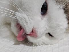 -萌兽医馆·宠物医院·猫骨科(创景店)