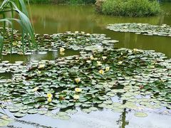 -莲花岛景区
