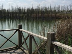 -白鹭湾湿地公园