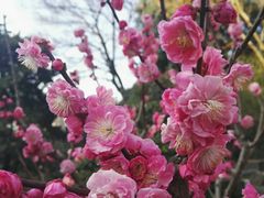 -南汇桃花村