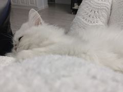 -东方名猫馆·英短金渐层布偶猫舍(环线广场1号楼店)