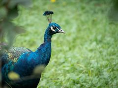 -北京麋鹿生态实验中心