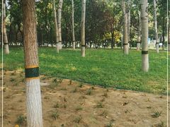 -大兴滨河森林公园