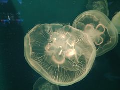 -成都浩海立方海洋公园