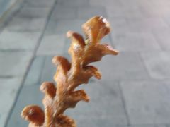-正新鸡排·炸鸡汉堡(奥城店)