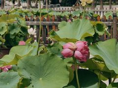 -莲花池公园