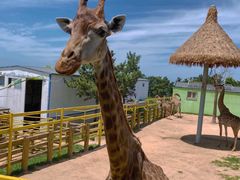 -西霞口神雕山野生动物世界