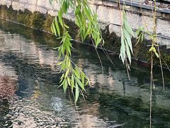 -百花洲