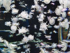 -太平洋海底世界