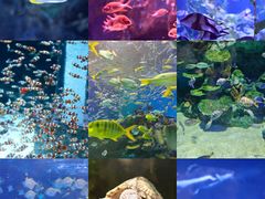 -海合安成都极地海洋公园