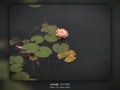 -金鸡湖景区