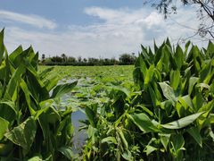-呈贡滇池生态湿地公园